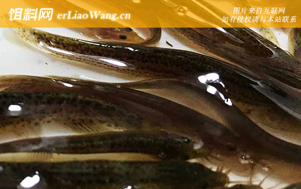 稻田泥鳅养殖技术-饲料投喂