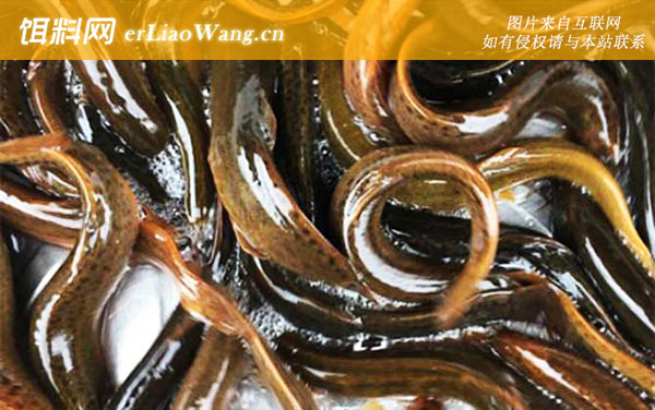 泥鳅养殖:日常管理