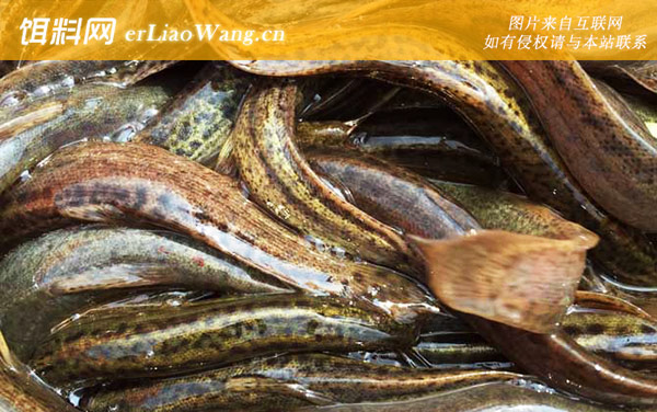 捉泥鳅:捉捕方法