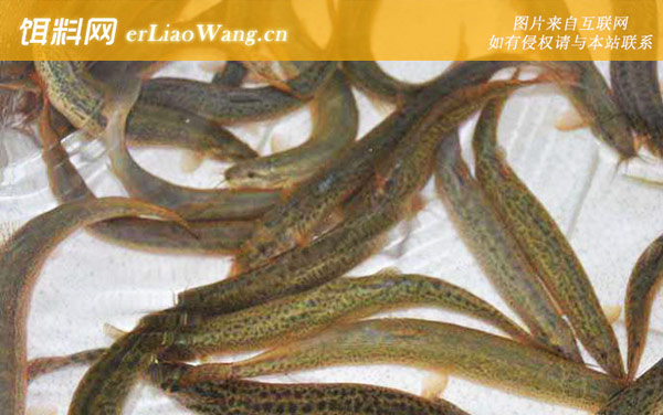 泥鳅:饵料配方