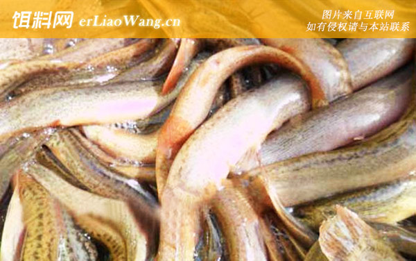 泥鳅:自制饵料
