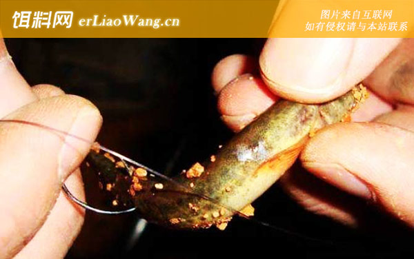泥鳅做鱼饵正确的钓法-挂钩方法