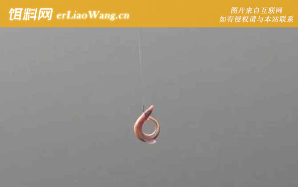 泥鳅钓鱼:注意事项