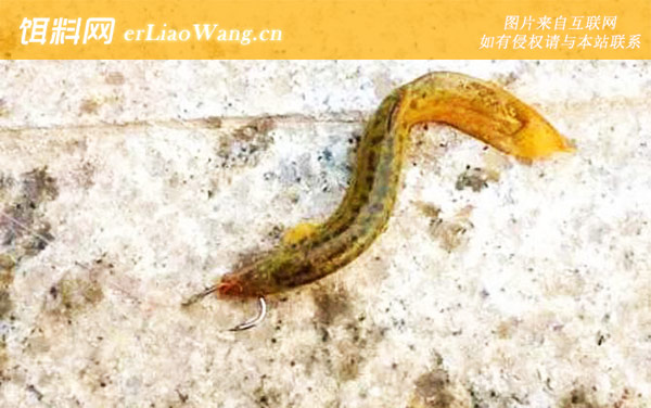 泥鳅钓鱼:鼻挂法