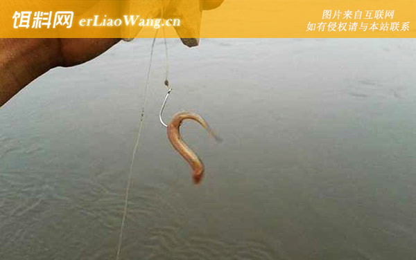 泥鳅钓鱼:尾挂法