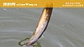泥鳅钓鱼钓底还是钓浮?