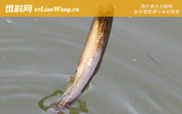 路亚活饵泥鳅钓法及注意事项-标点选择