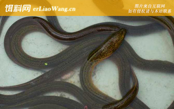 黄鳝养殖:养殖风险