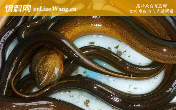 养黄鳝:养殖风险
