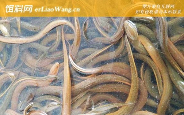 网箱黄鳝养殖技术-网箱设置