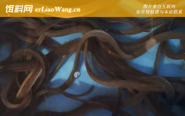 白鳝:生活习性