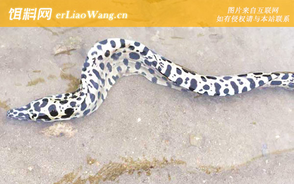 裸胸鳝是什么鱼-分布范围