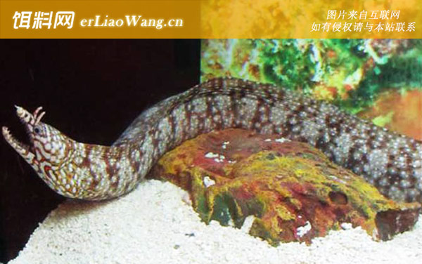 裸胸鳝:生活习性