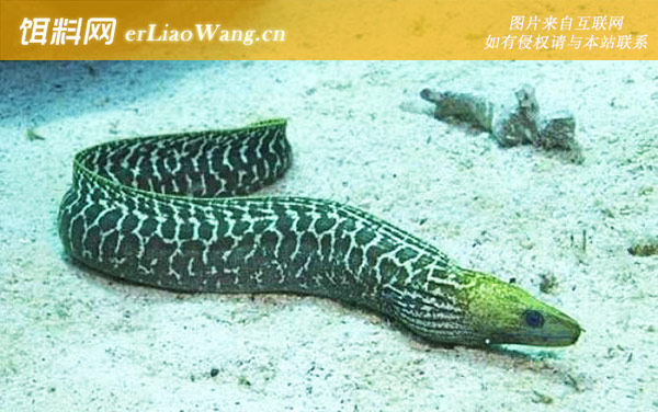 波纹裸胸鳝:分布范围