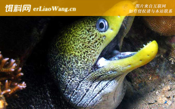 波纹裸胸鳝:生活习性