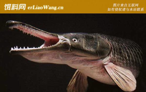 鳄雀鳝:分布范围