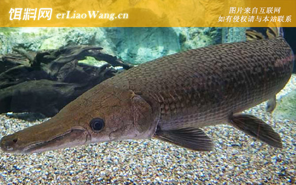 鳄雀鳝:生活习性