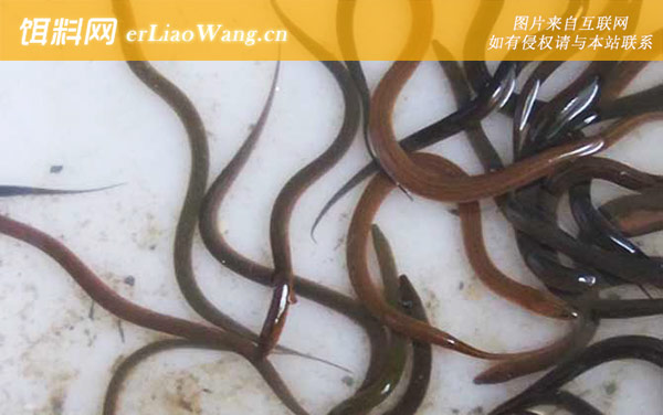 黄鳝种苗:养殖风险