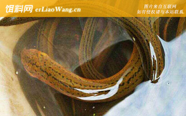 为什么粗的黄鳝不能吃-科学论述