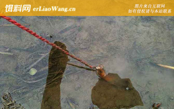 钓黄鳝:饵料选用