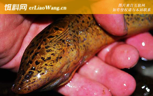 钓黄鳝:钓法技巧