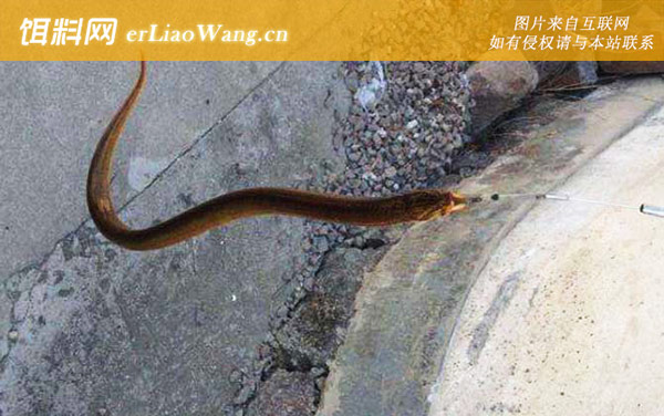 钓黄鳝:饵料选用