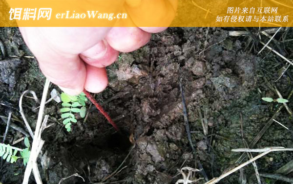 钓黄鳝:寻找鳝洞