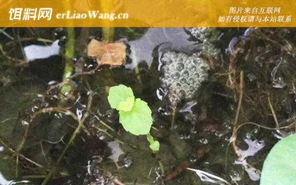 钓黄鳝:作钓技巧