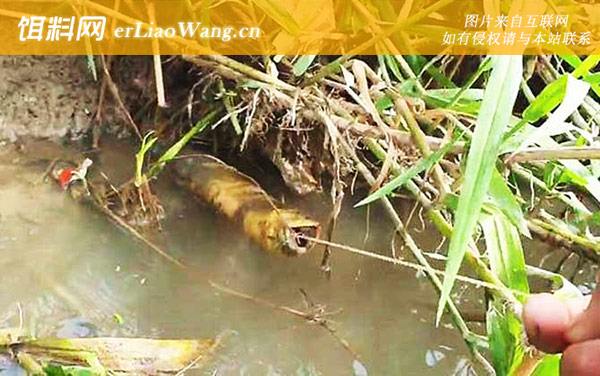 钓黄鳝:注意事项