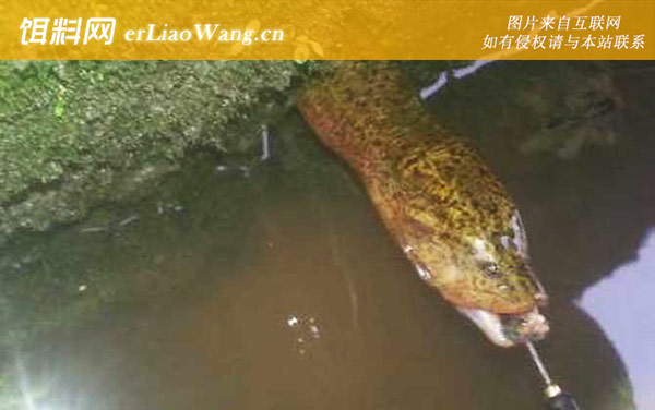 钓黄鳝:摄食习性