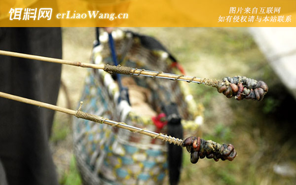 钓黄鳝:饵料选用