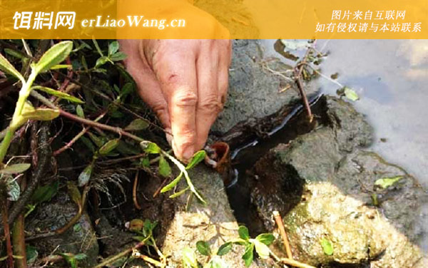 钓黄鳝:钓法技巧