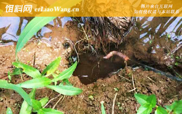 钓黄鳝:作钓技巧