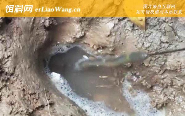 钓黄鳝:注意事项