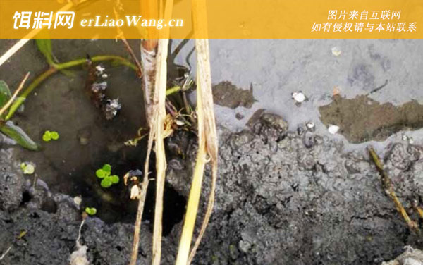 黄鳝洞:作钓技巧