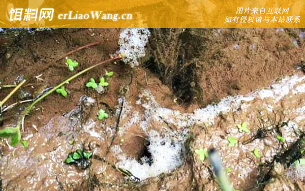 黄鳝洞:注意事项