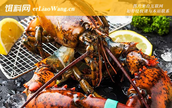 波士顿龙虾:分布范围