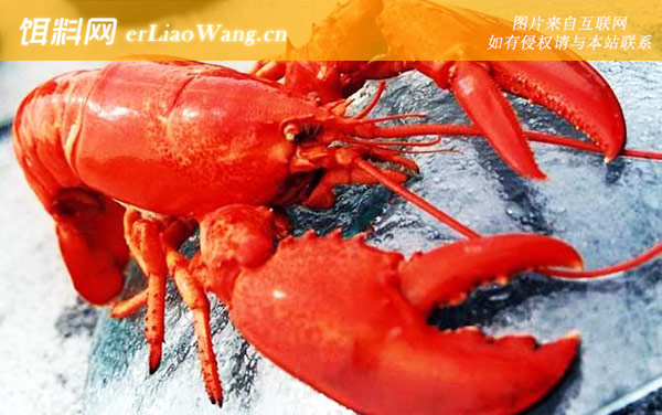 波士顿龙虾:生活习性