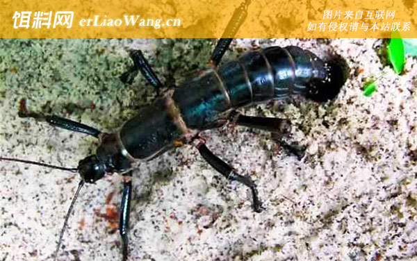 树龙虾:分布范围