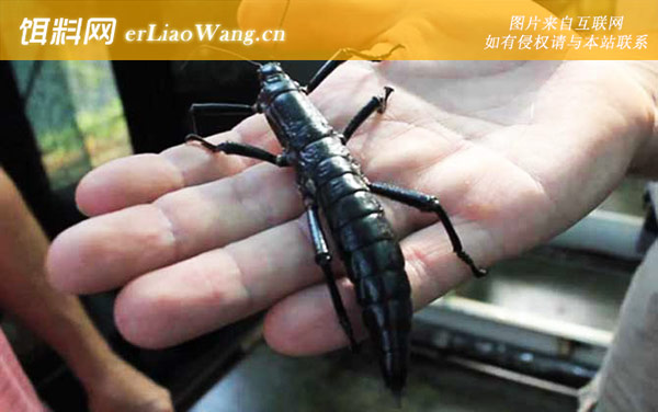 树龙虾:生活习性