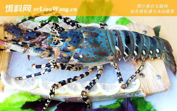 锦绣龙虾:分布范围