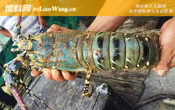 锦绣龙虾:生活习性