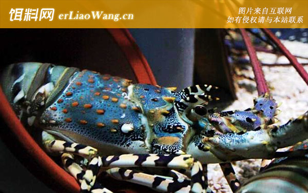 锦绣龙虾:分布范围