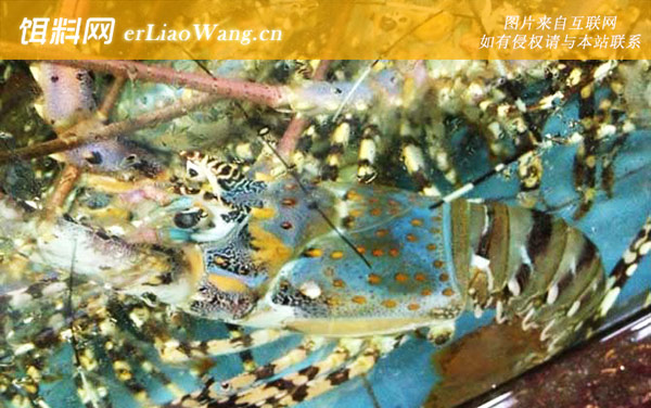 锦绣龙虾:生活习性