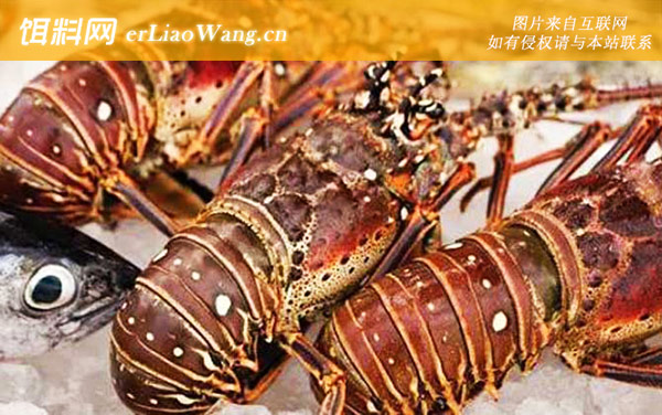 澳洲龙虾:生活习性