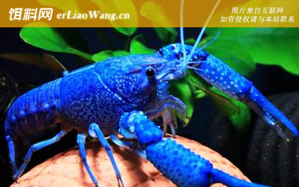 蓝色龙虾是什么动物-分布范围