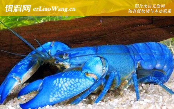 蓝色龙虾:生活习性