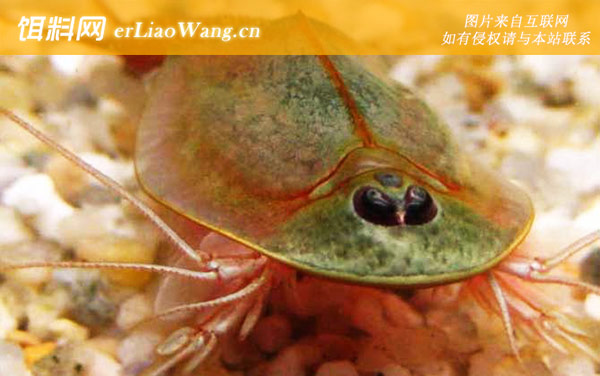 三眼恐龙虾:分布范围