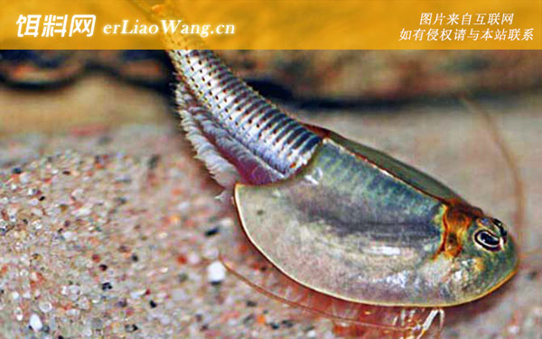 三眼恐龙虾:生活习性