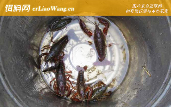 小龙虾:分布范围